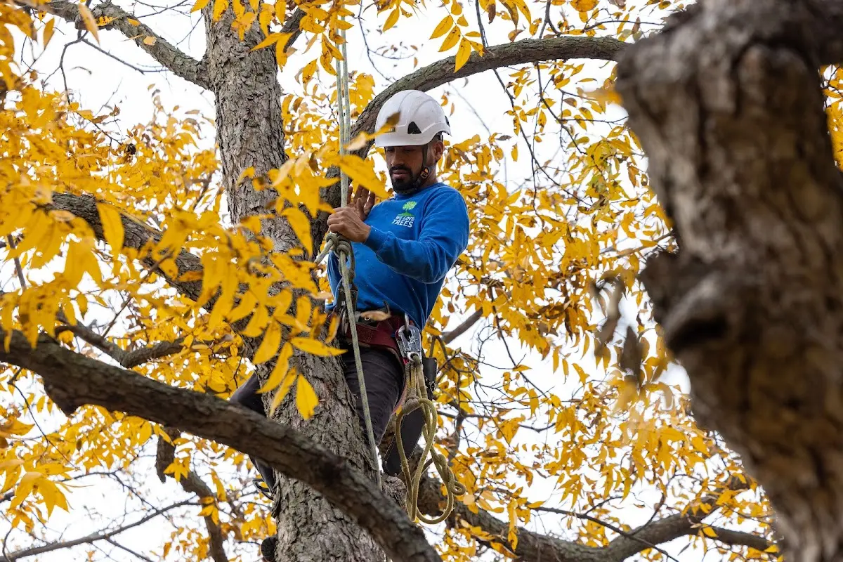 Skilled Tree Transplanting crew working in Princeton